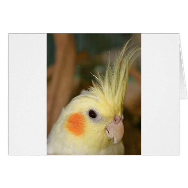 Cockatiel Cutie (Anverso (Horizontal))