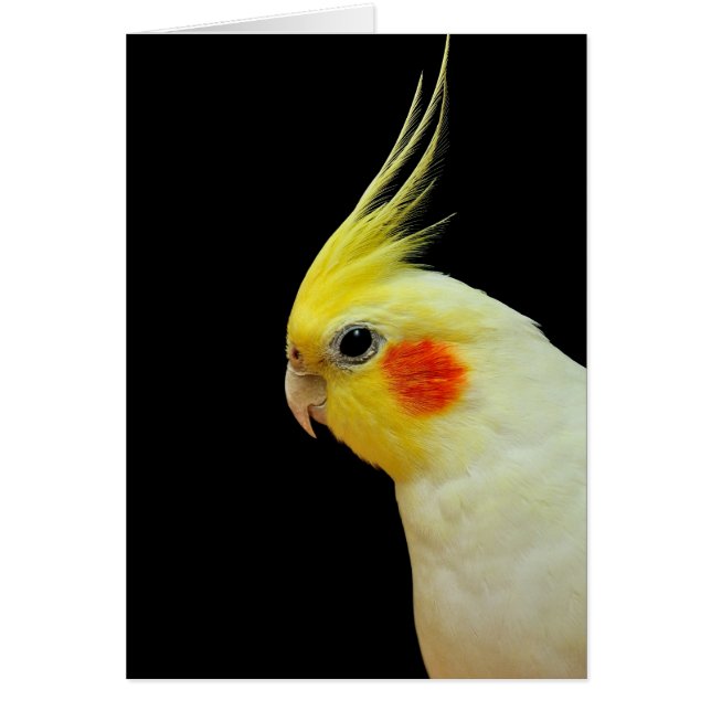 Cockatiel de Lutino (Frente)