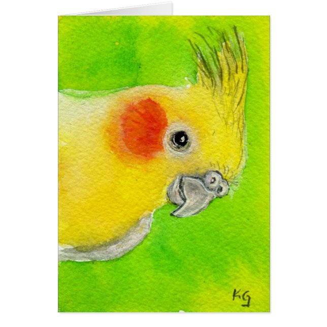 Cockatiel del peekaboo (Frente)