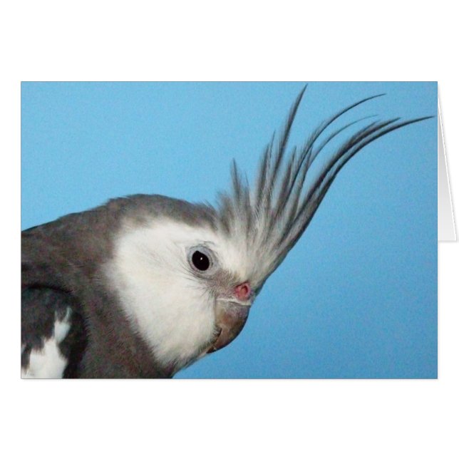 Cockatiel masculino de Whiteface (Anverso (Horizontal))