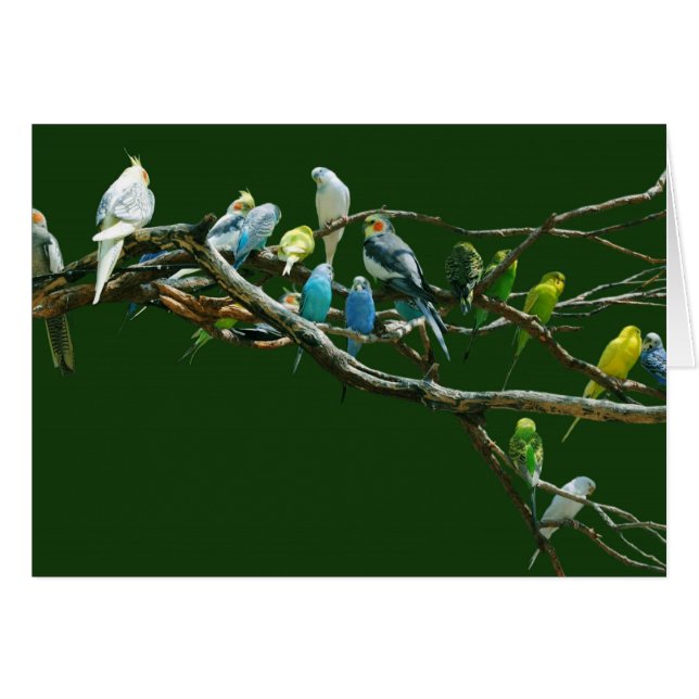 Cockatiels N Parakeets (Anverso (Horizontal))