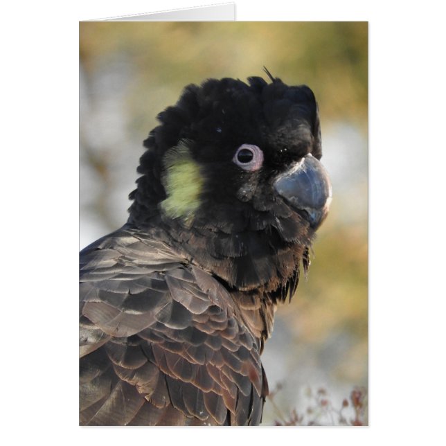 Cockatoo (Frente)