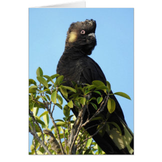 Cockatoo