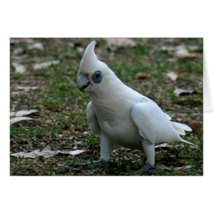 Cockatoo