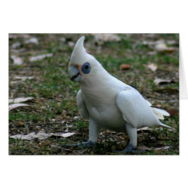 Cockatoo (Anverso (Horizontal))