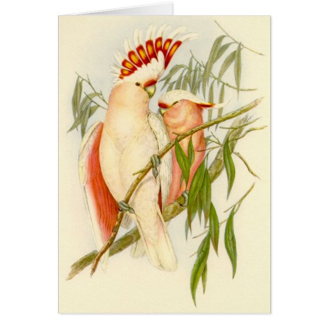 Cockatoo de Gould - de Leadbetter (Frente)