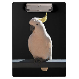 Cockatoo en el Portapapeles de Sundial Apartments