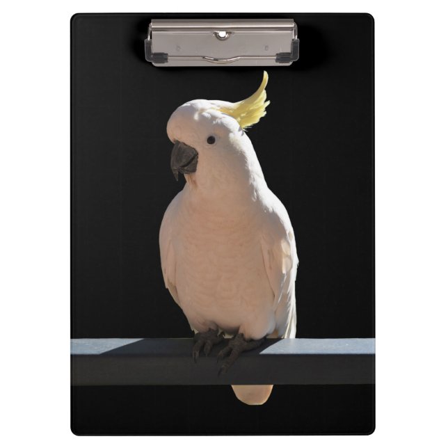 Cockatoo en el Portapapeles de Sundial Apartments (Anverso)
