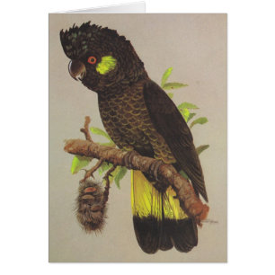 Cockatoo negro Amarillo-atado