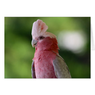 Cockatoo rosa