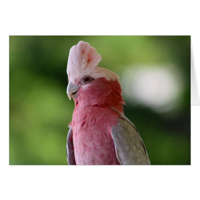 Cockatoo rosa (Anverso (Horizontal))