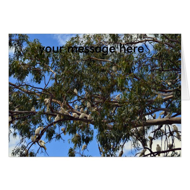 Cockatoos blancos australianos salvajes, (Anverso (Horizontal))