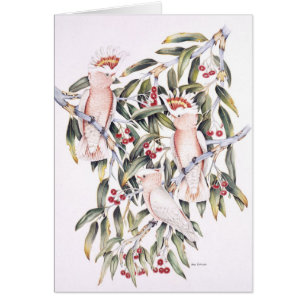 Cockatoos importantes de Mitchell