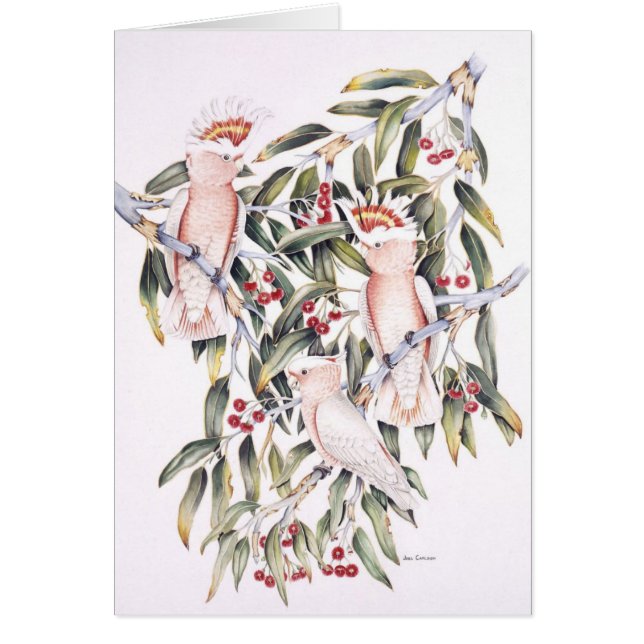 Cockatoos importantes de Mitchell (Frente)