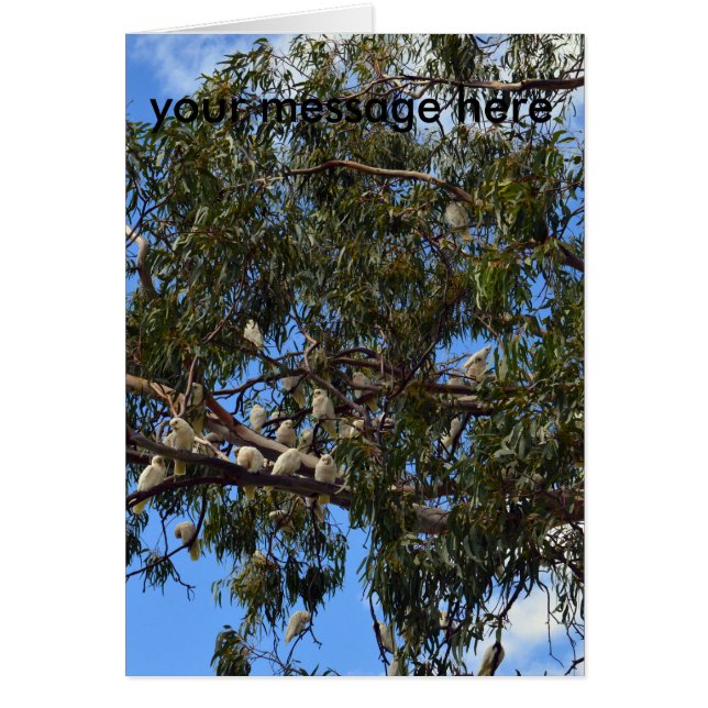 Cockatoos salvajes australianos, (Frente)