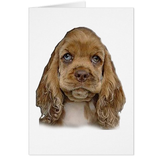 Cocker spaniel (Frente)