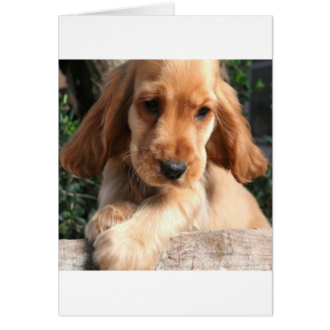 CoCKER SPANiEL (Frente)