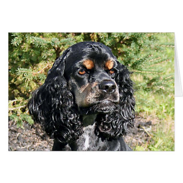 Cocker Spaniel (Anverso (Horizontal))