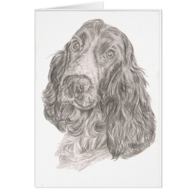 Cocker spaniel (Frente)