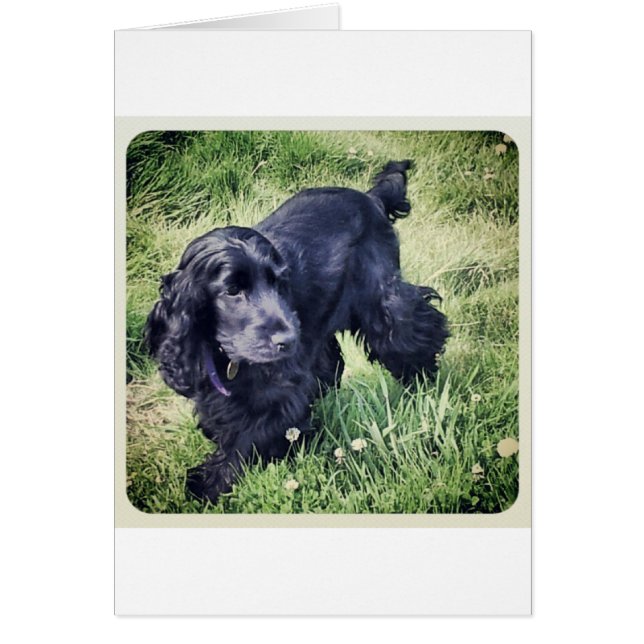 Cocker Spaniel (Frente)