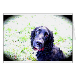 Cocker Spaniel