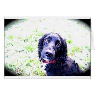 Cocker Spaniel