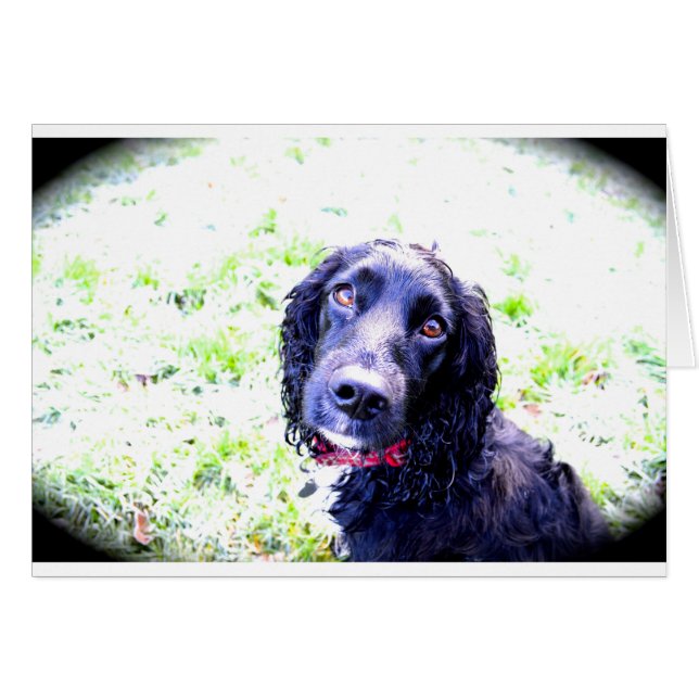 Cocker Spaniel (Anverso (Horizontal))
