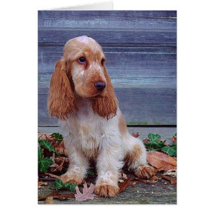 Cocker Spaniel inglés