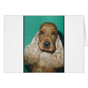 Cocker Spaniel inglés