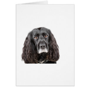 Cocker spaniel lindo