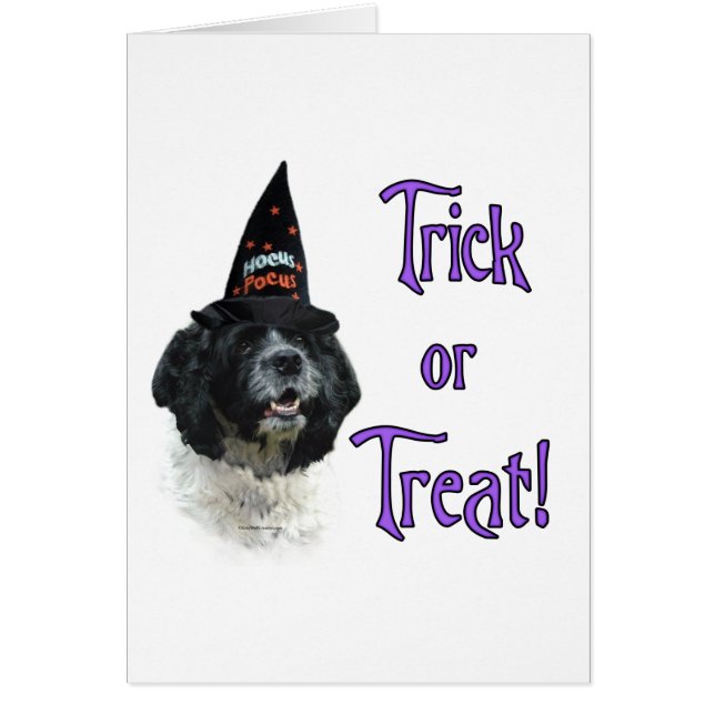 Cocker Spaniel (parti) Trick (Frente)