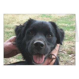 Cocker Spaniel posa para la cámara