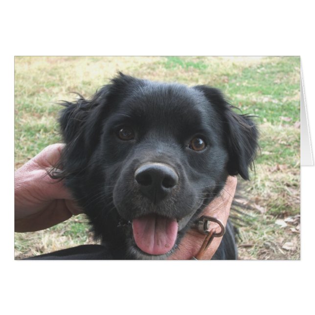 Cocker Spaniel posa para la cámara (Anverso (Horizontal))