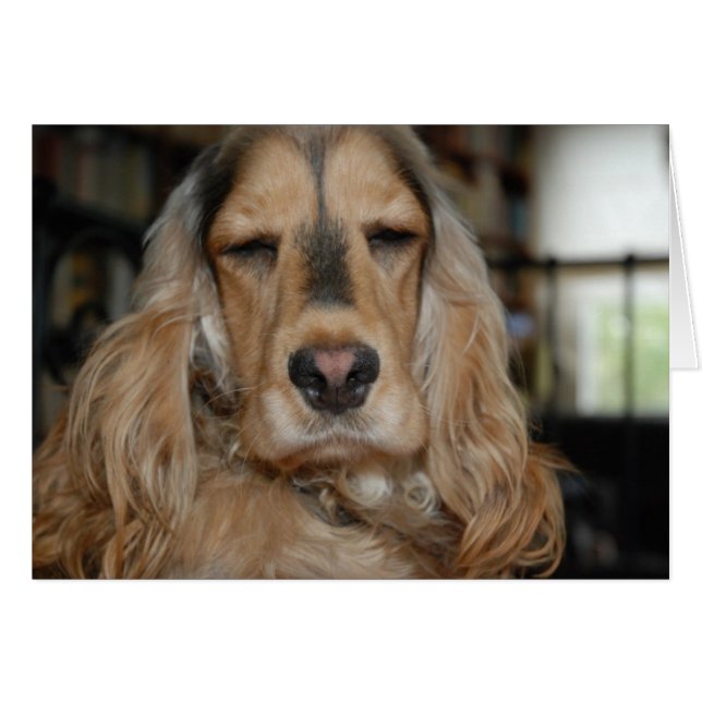 Cocker Spaniel Sushi (Anverso (Horizontal))