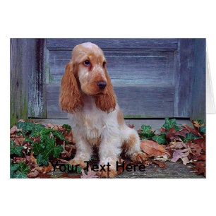 Cocker Spaniels inglés