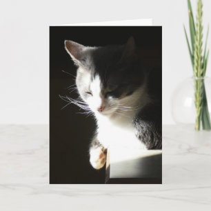"Coco en la Luz II."  Tarjeta de felicitación
