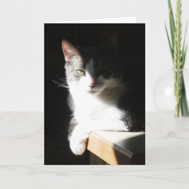 "Coco in the Light I."  Tarjeta de felicitación (Anverso)