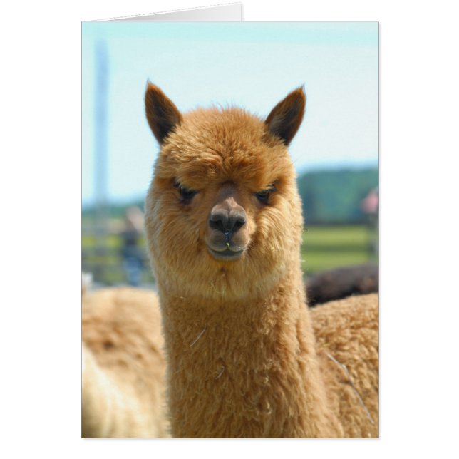 Cocoa Brown (Frente)