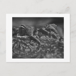 Cocodrilo americano de la POSTAL - Carolina del