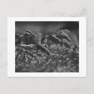 Cocodrilo americano de la POSTAL - Carolina del