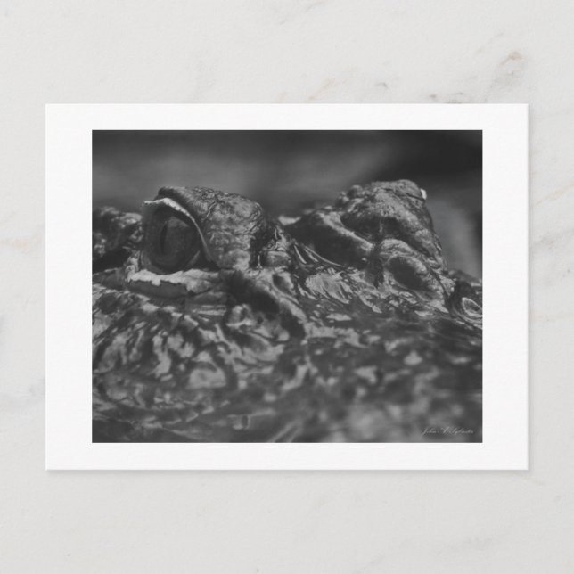 Cocodrilo americano de la POSTAL - Carolina del (Anverso)