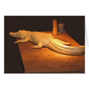 Cocodrilo del albino