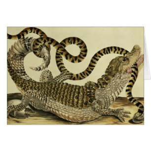 Cocodrilo y serpiente, 1730 (grabado coloreado)
