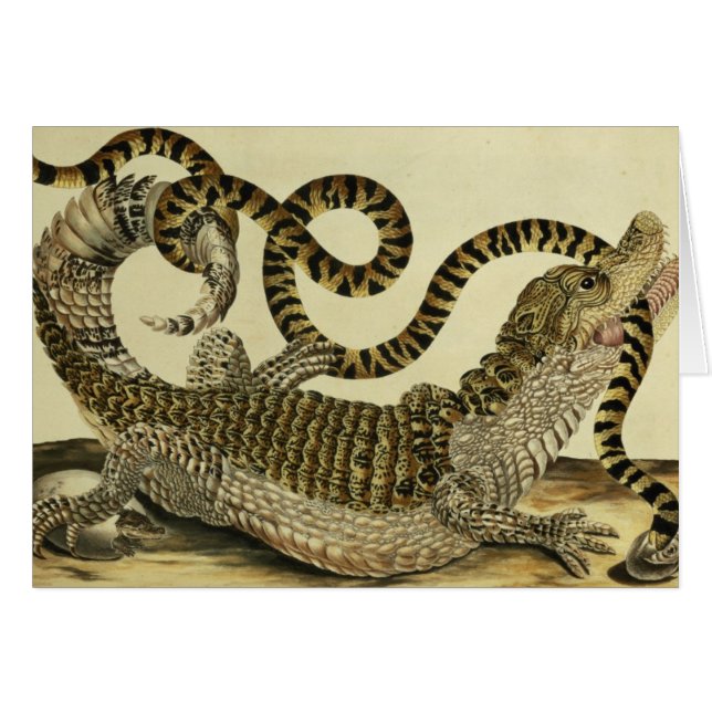 Cocodrilo y serpiente, 1730 (grabado coloreado) (Anverso (Horizontal))