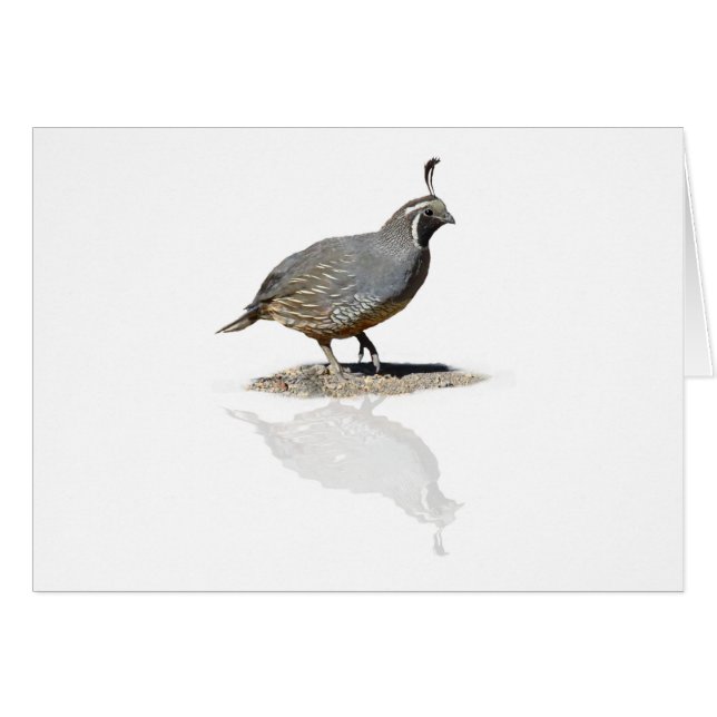 CODORNICES REFLEJADAS (Anverso (Horizontal))