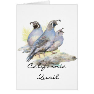Codorniz de acuarela original de California. Bird