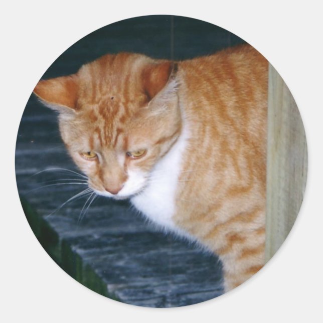 Cody a los Pegatinas del gato (Anverso)