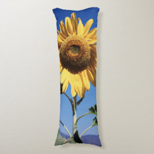 Cojín California, Un Girasol Gigante (Helianthus) 3