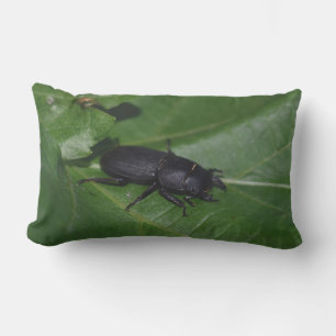 Cojín De Exterior Dorcus parallelipipedus , el escarabajo de menor t