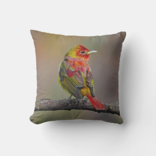 Cojín De Exterior Moldura de Tanager de escarlata - Fotografía origi
